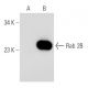 Rab 2B Antibody (139.1) - Western Blotting - Image 52104