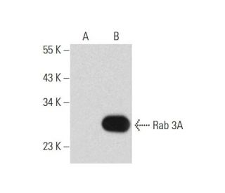 Rab 3/16 Antibody (G-1) - Western Blotting - Image 128756