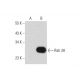 Rab 3/16 Antibody (G-1) - Western Blotting - Image 128756