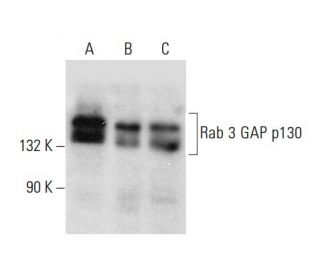 Rab 3 GAP p130 Antibody (B-8) - Western Blotting - Image 303911 