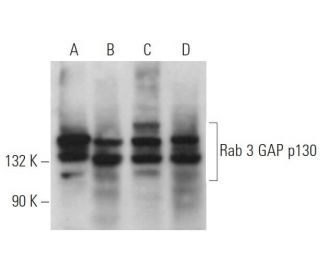 Rab 3 GAP p130 Antibody (B-8) - Western Blotting - Image 371739