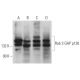Rab 3 GAP p130 Antibody (B-8) - Western Blotting - Image 371739