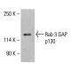 Anticorpo Rab 3 GAP p130 (B-8): sc-398354. Analisi Western blot dell'espressione di Rab 3 GAP p130 nel lisato cellulare totale K-562. Reagente di rilevamento utilizzato: m-IgG Fc BP-HRP: sc-525409. Rab 3 GAP p130 Antibody (B-8) - Western Blotting - Image 415437