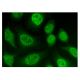 Rab 3 GAP p130 Antibody (G-5) - Immunofluorescence - Image 301908