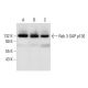 Rab 3 GAP p130 Antibody (G-5) - Western Blotting - Image 297935 