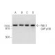 Rab 3 GAP p130 Antibody (H-1) - Western Blotting - Image 297573
