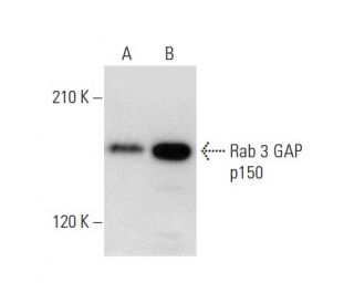 Rab 3 GAP p150 Antibody (B-9) - Western Blotting - Image 303761 