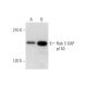 Rab 3 GAP p150 Antibody (B-9) - Western Blotting - Image 303761 
