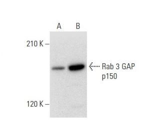 Rab 3 GAP p150 Antibody (H-7) - Western Blotting - Image 303760 