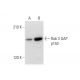 Rab 3 GAP p150 Antibody (H-7) - Western Blotting - Image 303760 