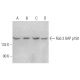 Rab 3 GAP p150 Antibody (H-7) - Western Blotting - Image 372420