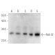 Rab 32 Antibody (B-11) - Western Blotting - Image 363225