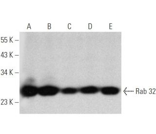 Rab 32 Antibody (B-4) - Western Blotting - Image 360081 