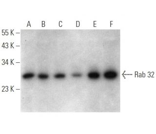 Rab 32 Antibody (D-11) - Western Blotting - Image 363224 