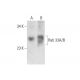 Rab 33A/B Antibody (D-12) - Western Blotting - Image 131216
