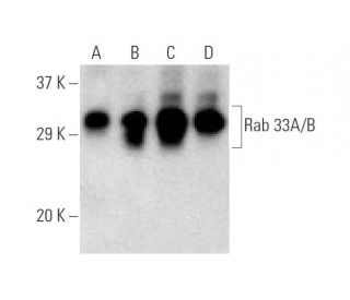 Rab 33A/B Antibody (D-12) - Western Blotting - Image 137082 