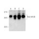 Rab 33A/B Antibody (D-12) - Western Blotting - Image 137082 