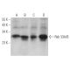 Rab 33A/B Antibody (D-12) - Western Blotting - Image 371605 