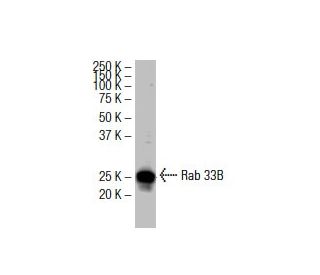 Rab 33B Antibody (RR-3) - Western Blotting - Image 33571