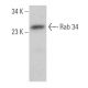 Rab 34 Antibody (H-6) - Western Blotting - Image 365931