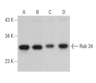 Rab 34 Antibody (C-5) - Western Blotting - Image 365461