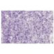 Rab 36 Antibody (379.2) - Immunohistochemistry - Image 35929 
