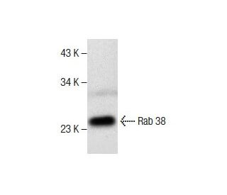Rab 38 Antibody (A-8) - Western Blotting - Image 286781 