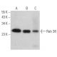 Rab 38 Antibody (A-8) - Western Blotting - Image 367554