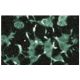 Rab 3A Antibody (9) - Immunofluorescence - Image 60672