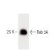 Rab 3A Antibody (9) - Western Blotting - Image 60425 