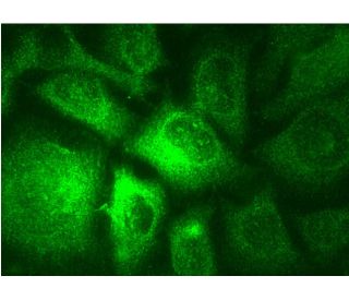Rab 3A Antibody (C-7) - Immunofluorescence - Image 145179 