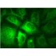 Rab 3A Antibody (C-7) - Immunofluorescence - Image 145179 