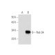 Rab 3A Antibody (C-7) - Western Blotting - Image 147419