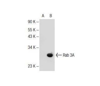 Rab 3A Antibody (H-8) - Western Blotting - Image 145671