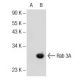 Rab 3A Antibody (H-8) - Western Blotting - Image 145671