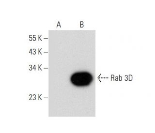 Rab 3D Antibody (E-3) - Western Blotting - Image 308166