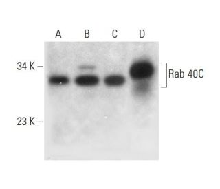 Rab 40C Antibody (H-8) - Western Blotting - Image 333368 