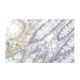 Rab 42 Antibody (MU-9) - Immunohistochemistry - Image 53982