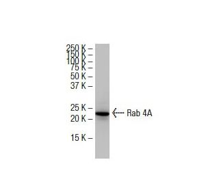 Rab 4A Antibody (46-K) - Western Blotting - Image 33563