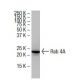 Rab 4A Antibody (46-K) - Western Blotting - Image 33563