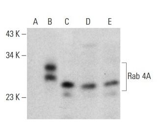 Rab 4A Antibody (E-10) - Western Blotting - Image 364846 