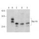 Rab 4A Antibody (E-10) - Western Blotting - Image 364846 