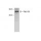 Rab 4A Antibody (E-10) - Western Blotting - Image 376646 