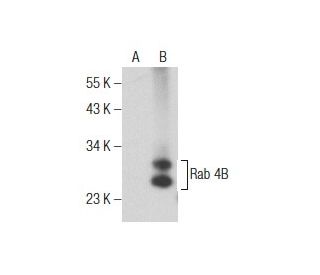 Rab 4B Antibody (H-3) - Western Blotting - Image 155399 