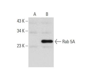 Rab 5A Antibody (3A4) - Western Blotting - Image 147458 