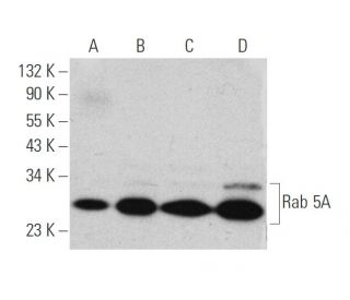 Rab 5A Antibody (C-3) - Western Blotting - Image 346506 