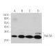 Rab 5A Antibody (C-3) - Western Blotting - Image 346506 