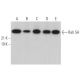 Rab 5A Antibody (C-3) - Western Blotting - Image 360984 