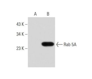 Rab 5A Antibody (D-2) - Western Blotting - Image 147462 
