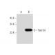 Rab 5A Antibody (D-2) - Western Blotting - Image 147462 